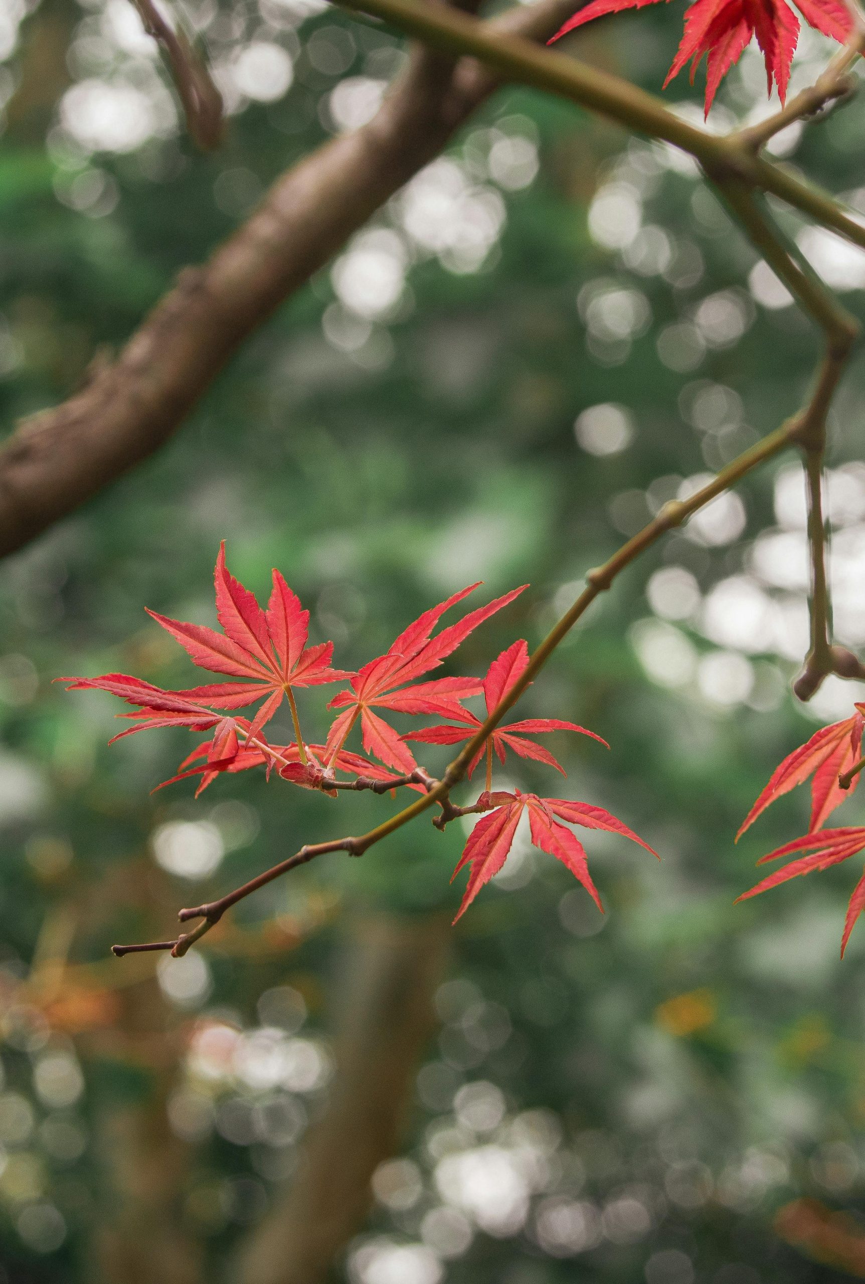 秋日晨光,枫叶红,朝阳