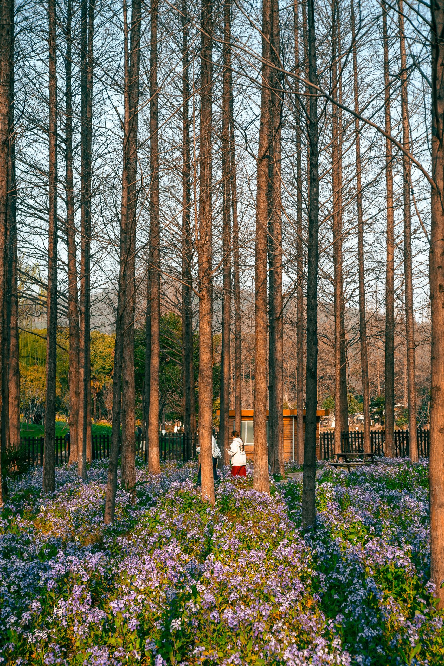 夫妻和睦,夕阳散步