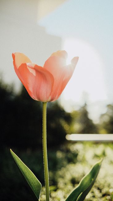 清晨阳光花卉