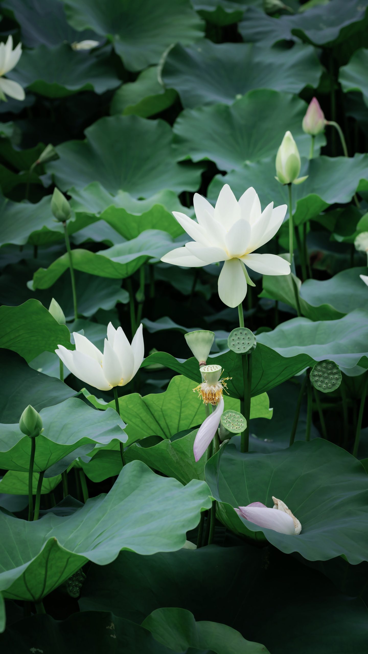 大暑节气,中医养生