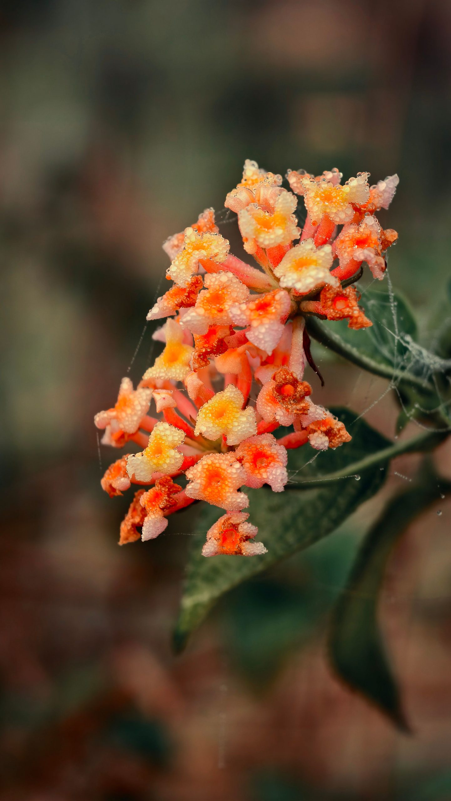 清晨朝阳花卉,露珠鲜花