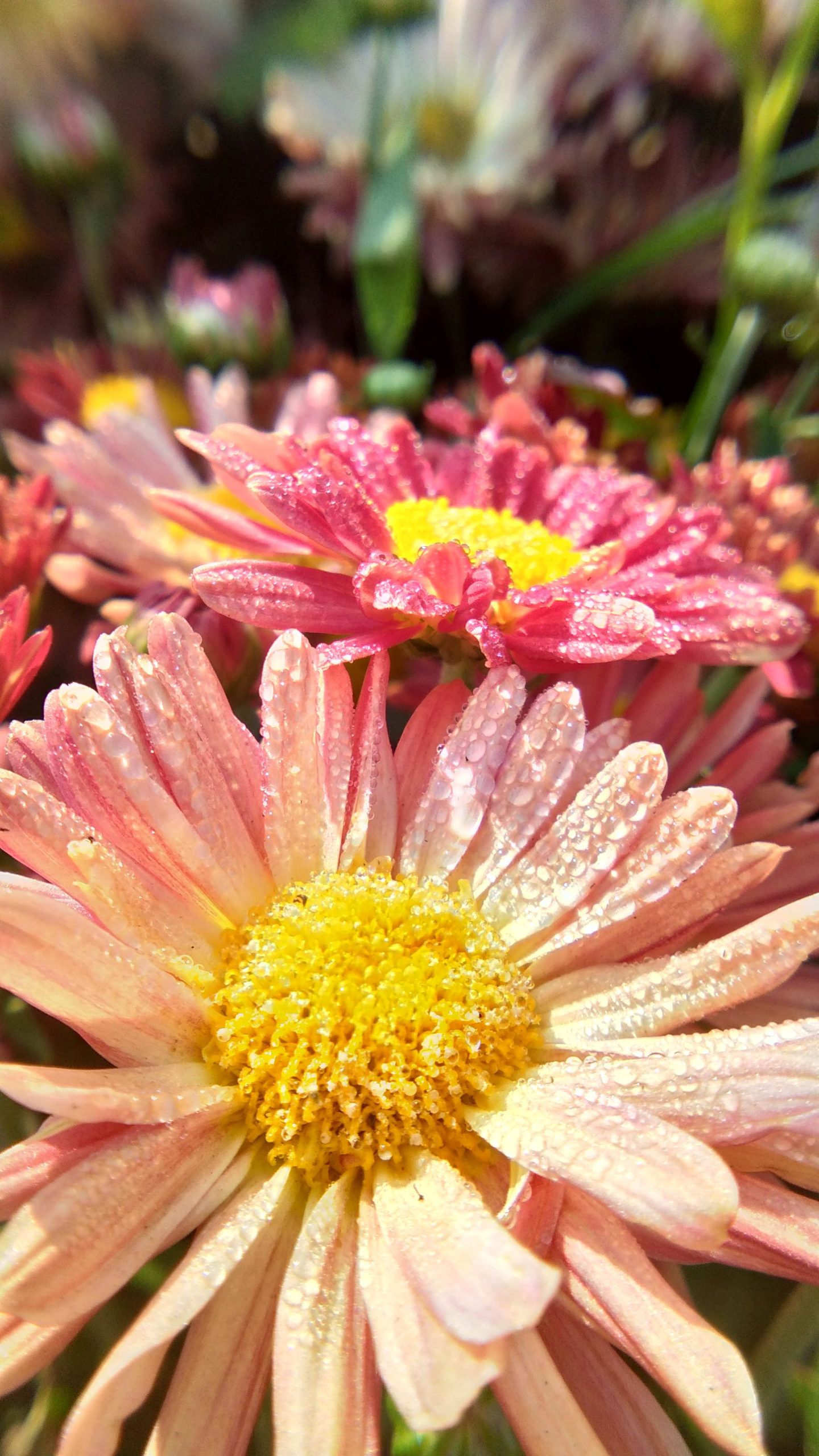 国庆节清晨朝阳鲜花