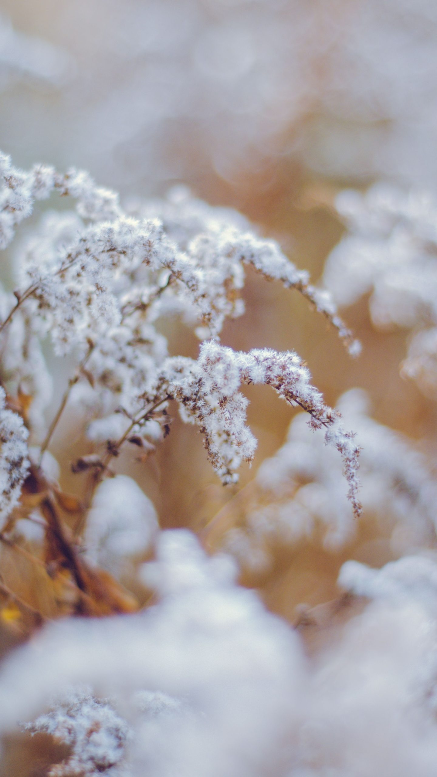 霜降节气,清晨,霜花